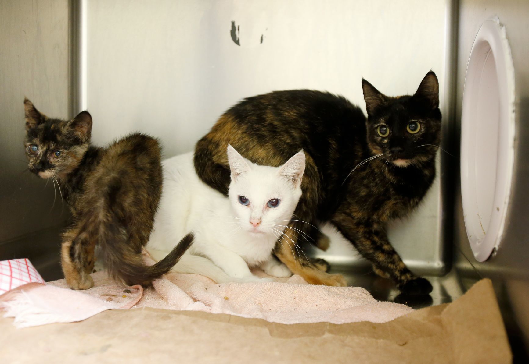 Cat hoarding